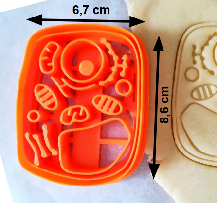Emporte-pièce cellule (animale ou végétale)