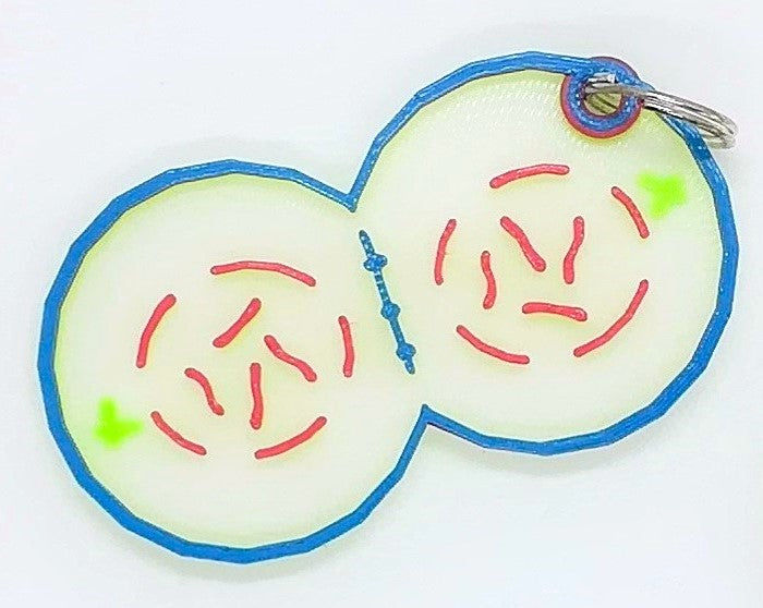 Porte-clés de la mitose