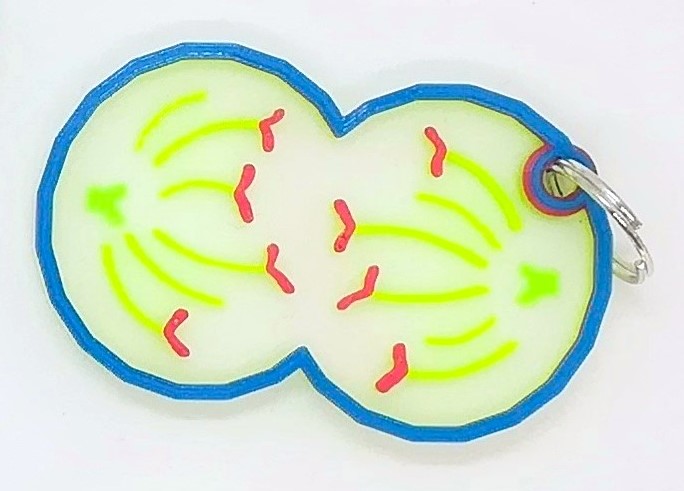 Porte-clés de la mitose