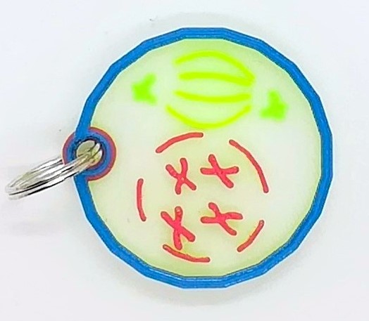 Porte-clés de la mitose