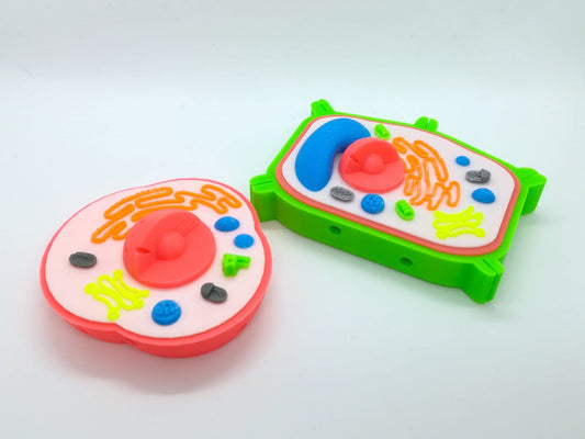 Modèle de cellule interactive en 3D