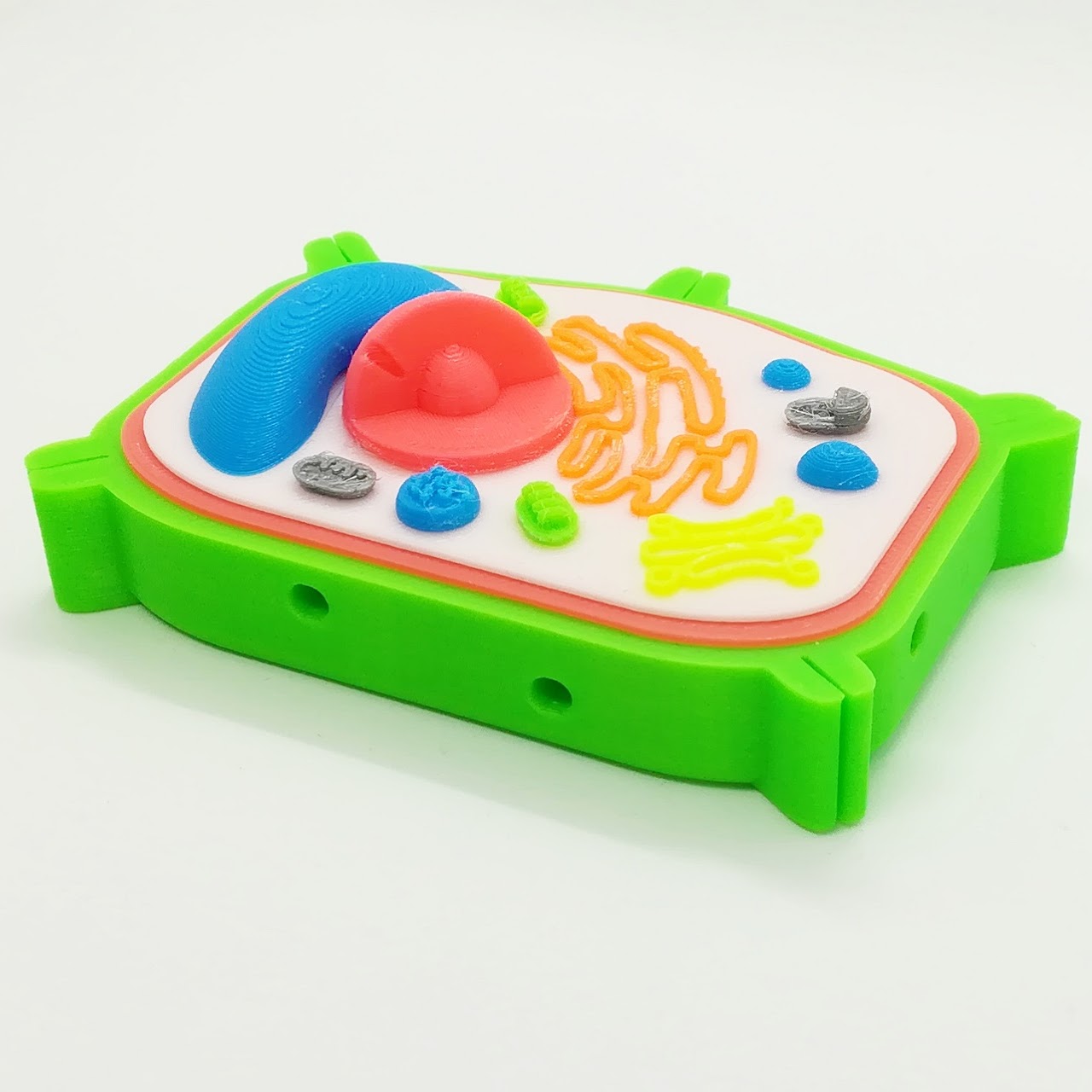 Modèle de cellule interactive en 3D