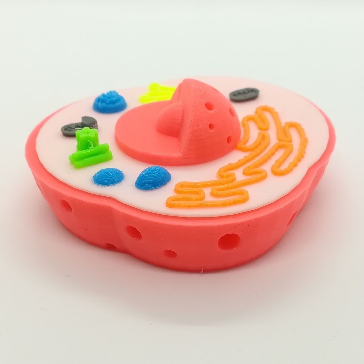 Modèle de cellule interactive en 3D