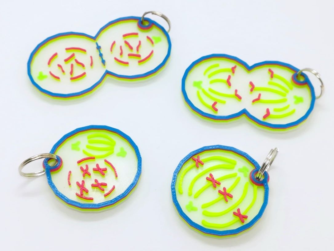 Porte-clés de la mitose