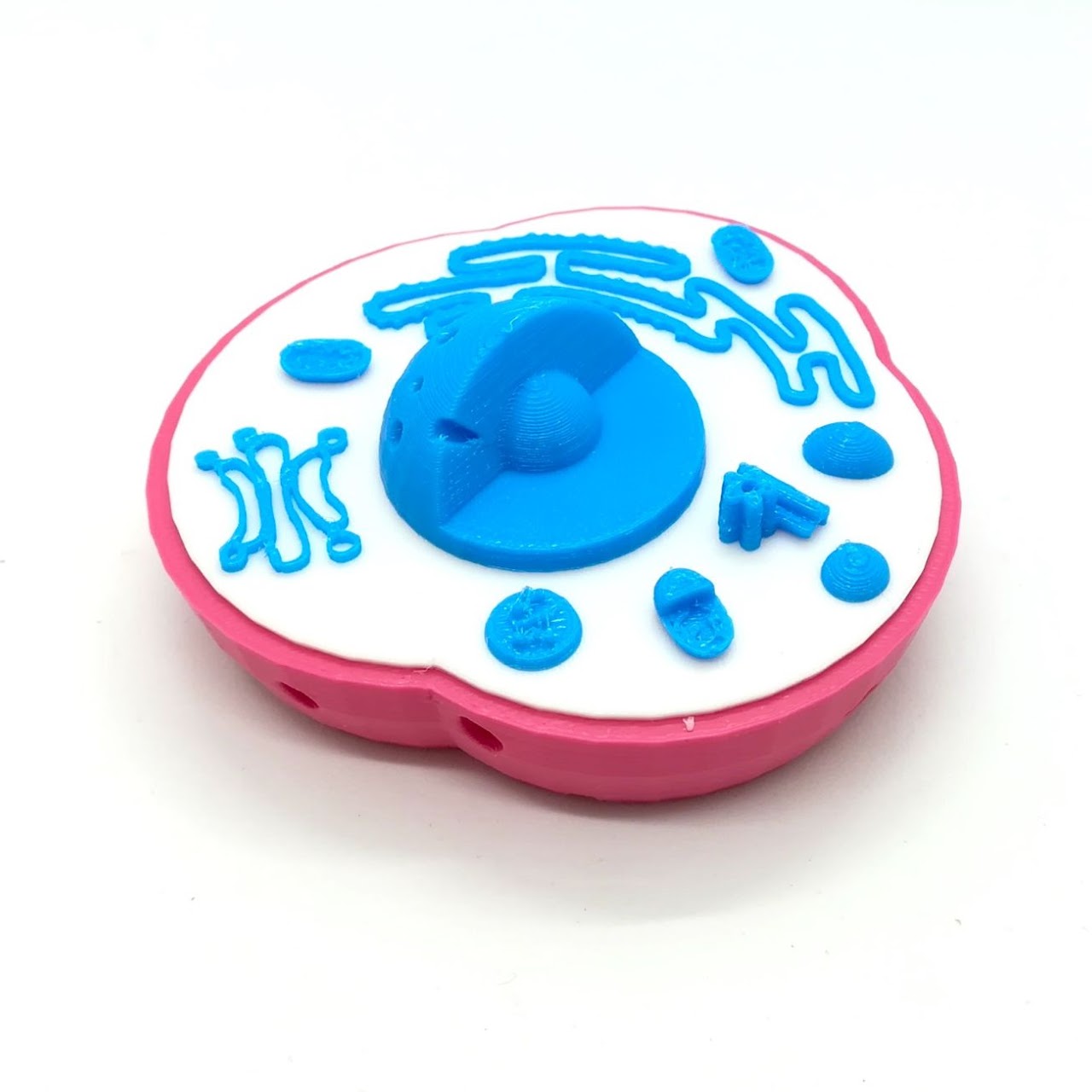 Modèle de cellule interactive en 3D