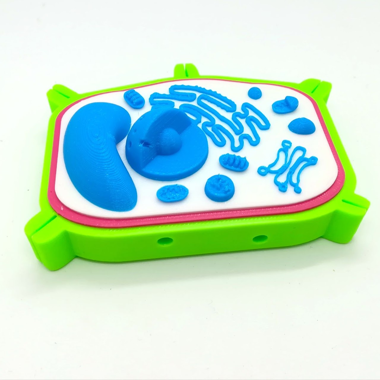 Modèle de cellule interactive en 3D