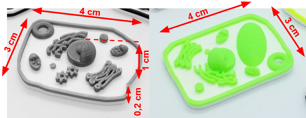 Porte-clés cellules