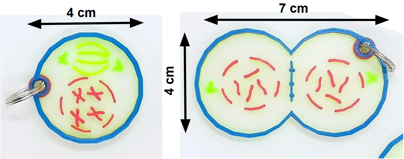 Porte-clés de la mitose