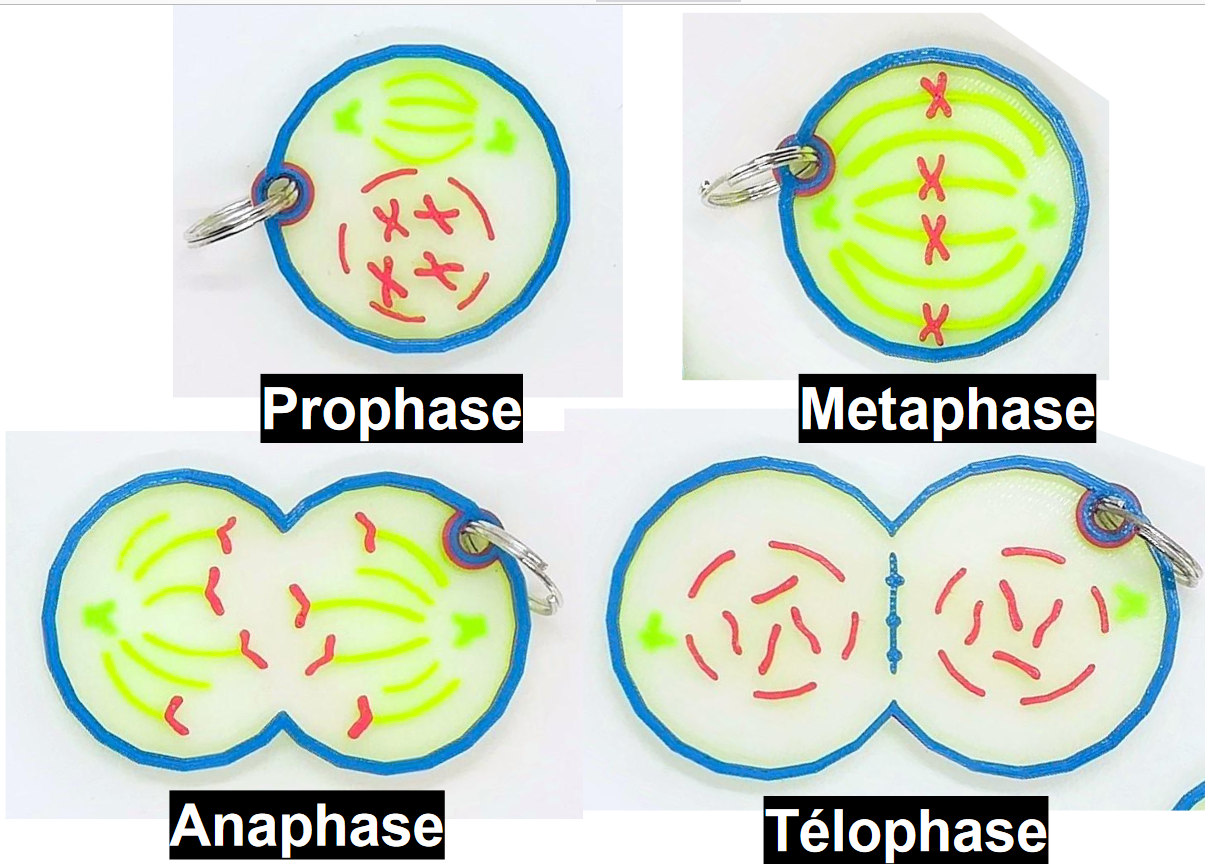 Porte-clés de la mitose
