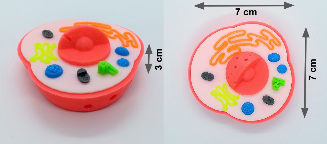 Modèle de cellule interactive en 3D