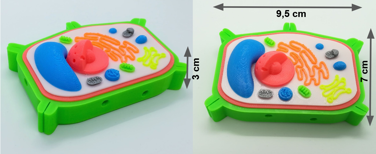 Modèle de cellule interactive en 3D